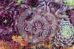 Sedum or sempervivum plants for use with sustainable green roof