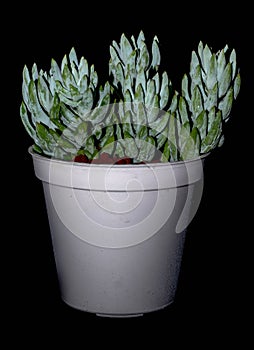 Sedum spanish blue select succulent plant isolated on black background.