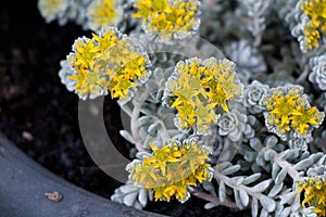 Sedum Spathulifolium Cape Blanco or Cape Blanco Sedum plants with spoon shaped leaves and bright yellow starry flowers in home