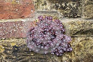 Sedum spathulifolium `Purpureum` growing on a wall