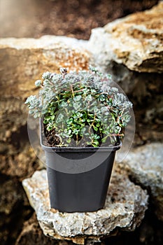 Sedum spathulifolium stonecrop plant standing on rural stone wall