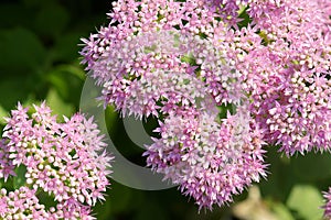 Sedum spectabile