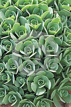 Sedum spectabile