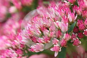 Sedum spectabile or ice plant