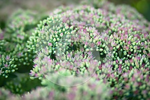 Sedum spectabile Iceberg plant