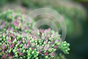 Sedum spectabile Iceberg plant