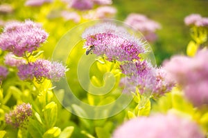 Sedum Spectabile photo