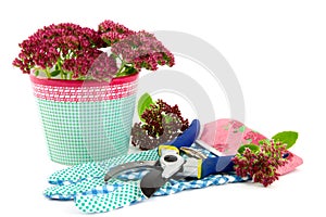 Sedum spectable plant flowers with gardening tools