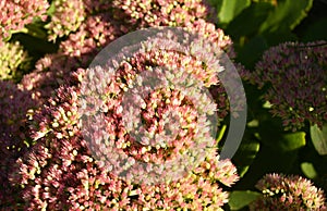 Sedum Stonecrop in blossom. Sedum prominent Sedum spectabile