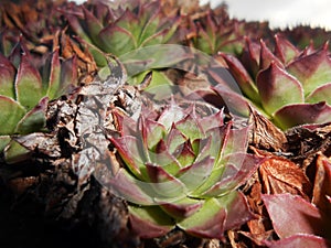 Sedum stonecrops