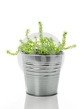 Sedum succulent plant in a metal pot