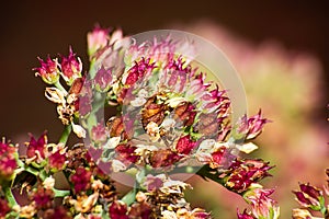 Sedum telephium