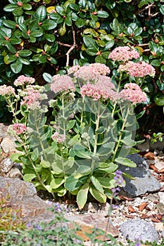 Sedum telephium in autumn