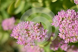 Sedum telephium with a bee