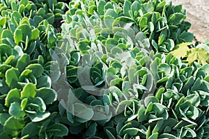 Sedum telephium, Crassulaceae or stonecrop close up