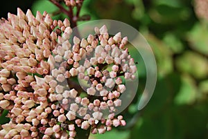 Sedum telephium - flower buds