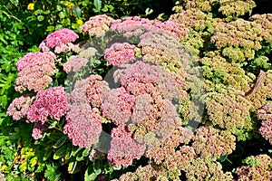 Sedum telephium. or Hylotelephium