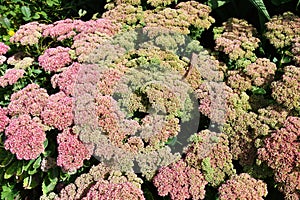 Sedum telephium. or Hylotelephium