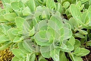 Sedum Telephium leaves