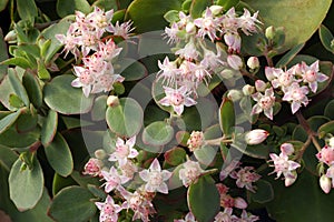 Sedum telephium Matrona