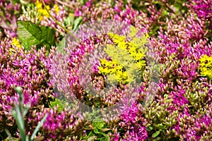 Sedum telephium, often called Hylotelephium telephium, orpine, livelong, frog`s-stomach, harping Johnny, life-everlasting, live-