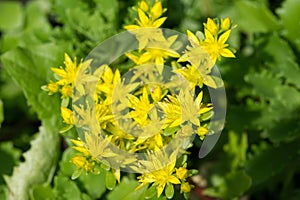 Sedum telephium, often called Hylotelephium telephium, orpine, livelong, frog`s-stomach, harping Johnny, life-everlasting, live-