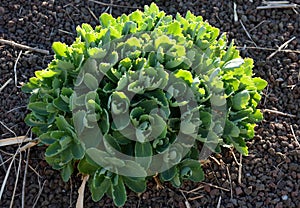 Sedum telephium Perennial dark green, frosted Rhizome short, woody, multi-headed on top with hibernating blunt buds with roof-like