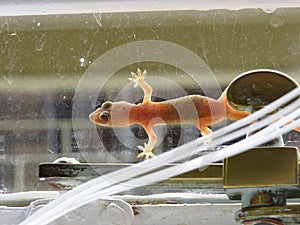 See through gecko on a window pane.