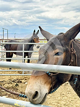 See the gentle look on the mules faces as they wait in their pens.