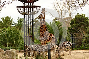 See giraffes and zebras up close