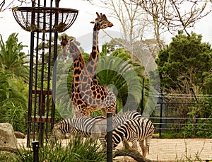 See giraffes and zebras up close photo