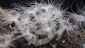 See inhibitors Actinia anemones photo