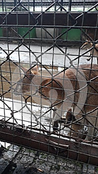 See kangaroo in the zoo solo central java indonesia