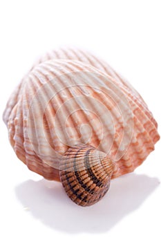 See shell