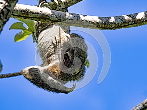 See Sloth three toed, Bradypus tridactylus, is a big coincidence, Manuel Antonio, Costa Rica photo