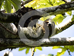 Sloth three toed, Bradypus tridactylus, is a big coincidence, Manuel Antonio, Costa Rica photo