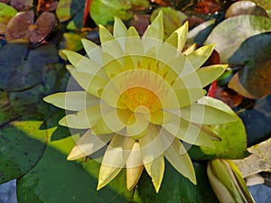 See suk lotus photo