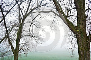 See trough picture with wintertrees and foggy lightgreen meadow