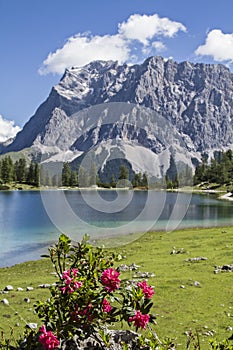 Seebensee amd alpine rose photo