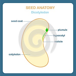 Seed anatomy scheme, Dicotyledon. Bean, seed coat, plumule, hypocotyl, radicle, cotyledon photo