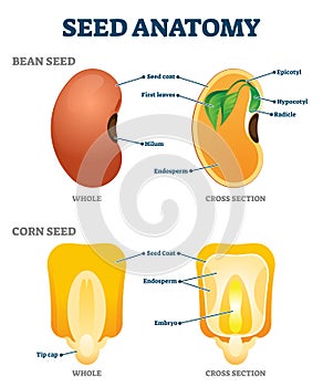Seed anatomy vector illustration. Labeled educational botany structure scheme