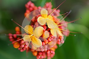 Flowers of Asoka tree photo