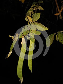 Seed bens of plant shang night plant