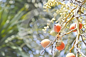 Seed of betel palm or betel nut