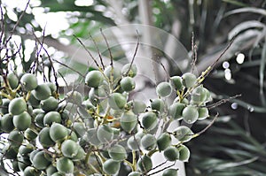 seed of betel palm or betel nut or palm tree