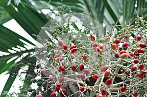 seed of betel palm or betel nut or palm tree