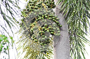 seed of betel palm or betel nut or palm tree and seed