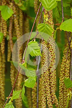 Seed of birch