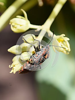 Seed bug sitting on flower bud