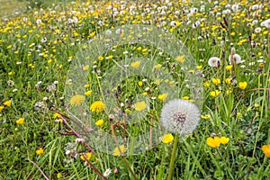 Seed bulb of an overblown common dandelion